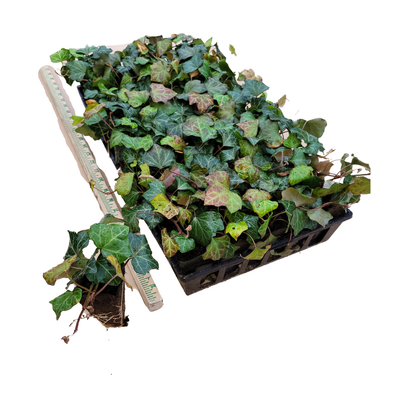 English Ivy 50 Count Flat - CF Hydroponics