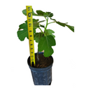 Brown Turkey Fig Tree