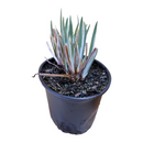 Iris Ensata Variegata 1gallon - CF Hydroponics