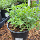 Nepeta Walker's Low 1 Gallon Catmint