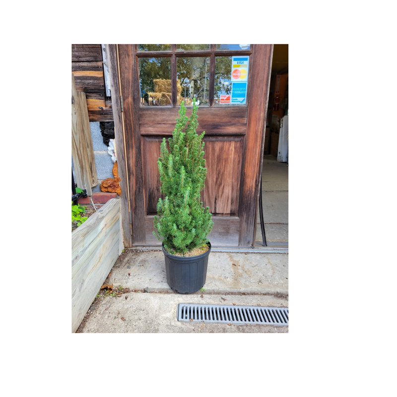 Dwarf Alberta Spruce - CF Hydroponics