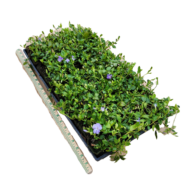 Creeping Myrtle Vinca - CF Hydroponics