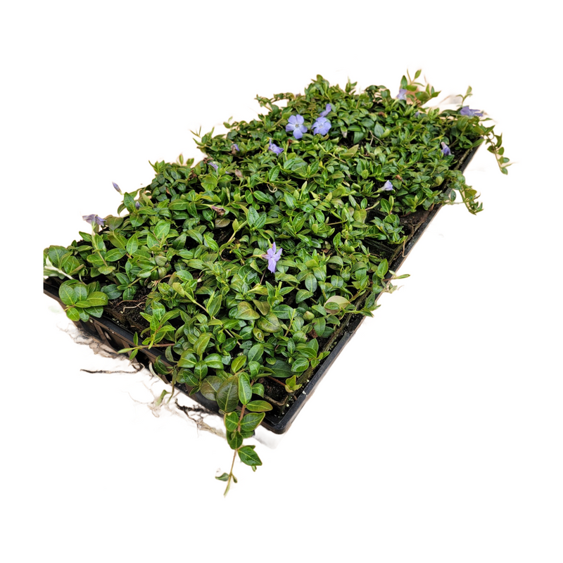 Vinca Minor Bowles 50 count Flat